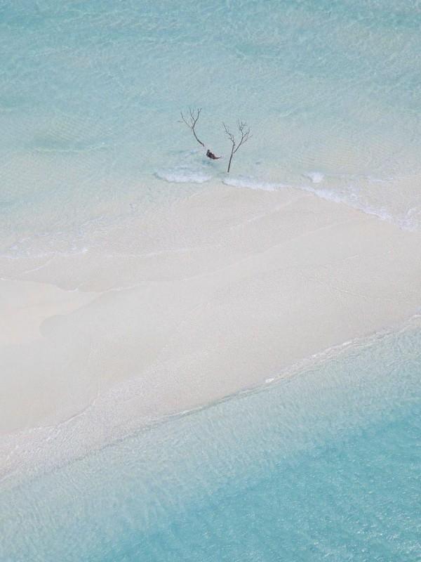 狐妖少年被狠狠欺负