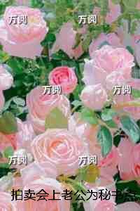 拍卖会上拍下了她